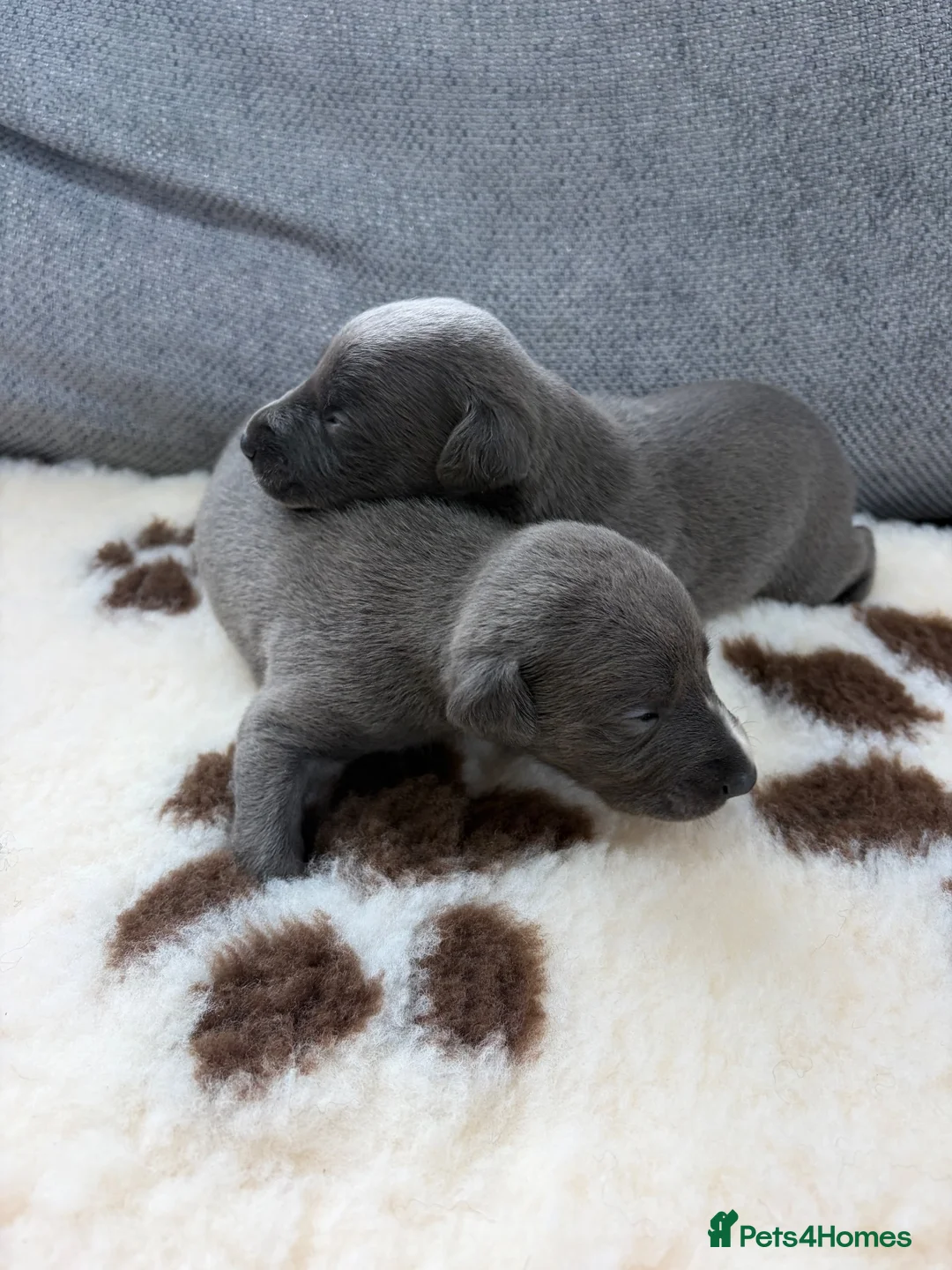 Beautiful KC registered whippets for sale in Longfield | Pets4Homes