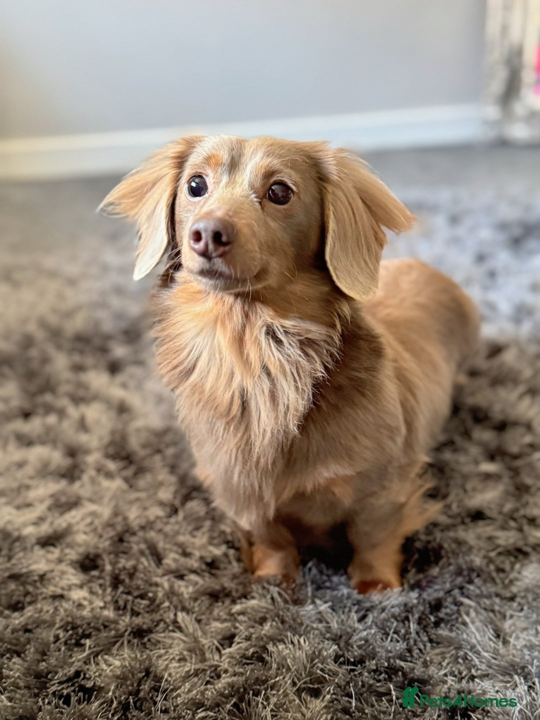 Miniature Dachshund dogs for stud: STORM CALL true Isabella & Tan long haired KC 5* in Stockport - Image 3