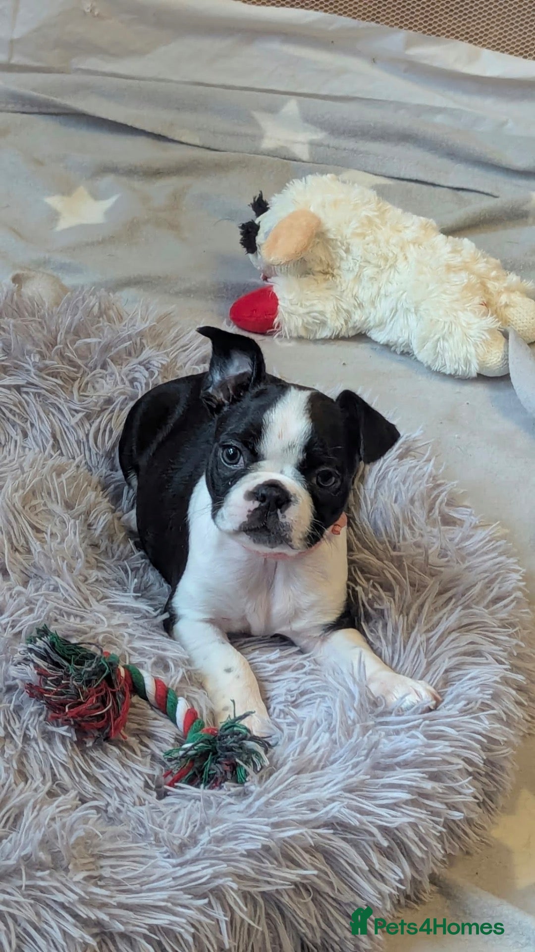 Boston Terrier dogs for sale: Scotland - Beautiful Boston Terrier Puppies - Advert 8