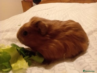 Guinea Pig rodents 2 boars 4 sale pr5 5ag - Advert 3