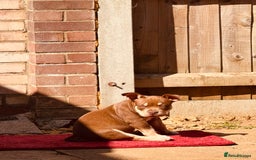 American Bully dogs for sale: American Bully Pocket extreme  - Image 5