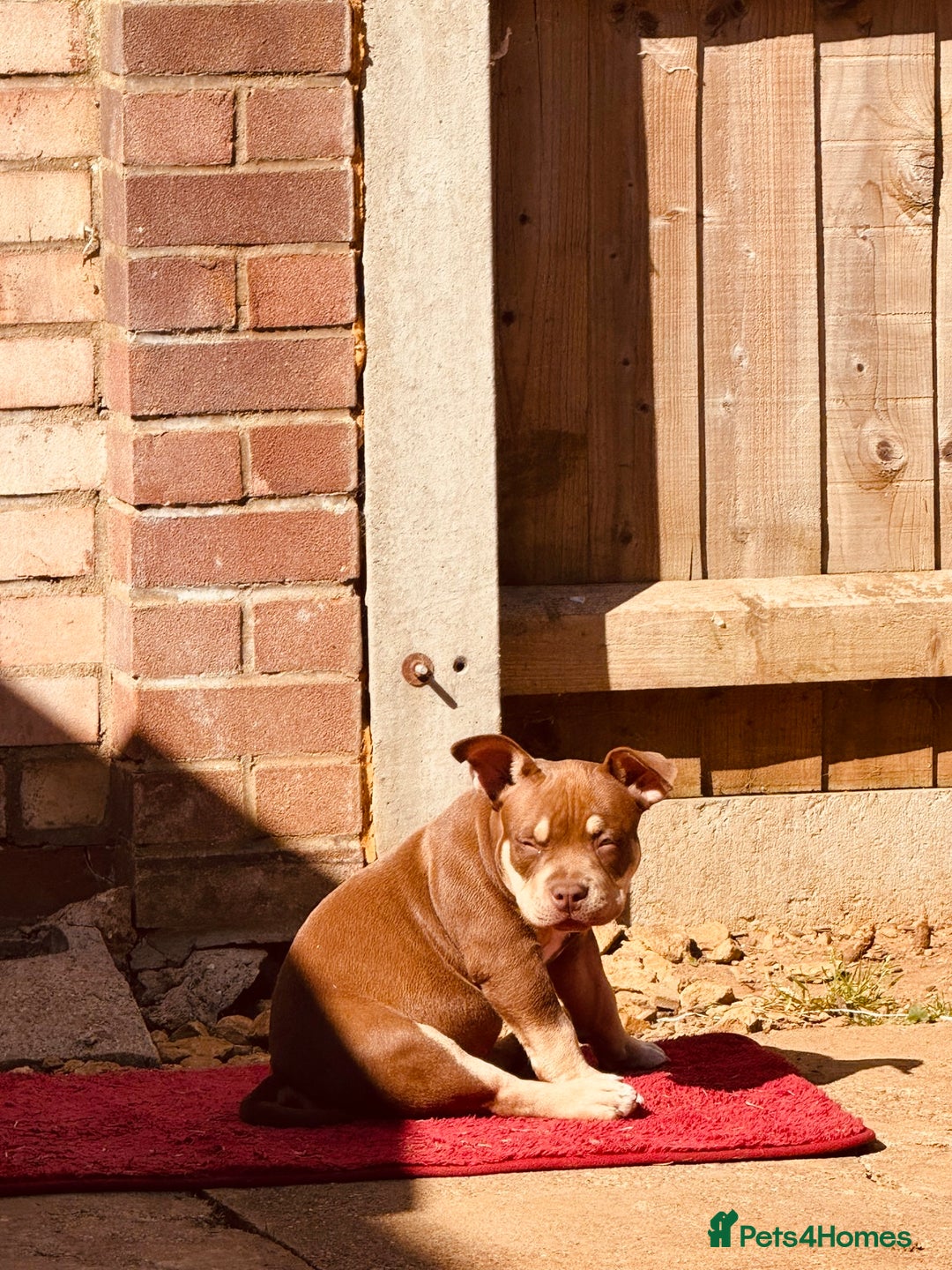 American Bully dogs for sale: American Bully Pocket extreme  - Image 5