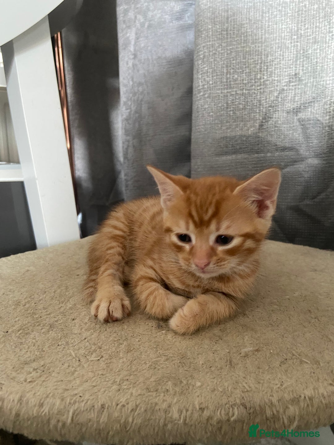 Mixed Breed cats for sale: Ginger and black kitten  - Image 6