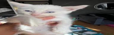Ragdoll 3