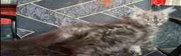 Maine Coon cats for sale: Pedigree Maine Coon Kittens in Manchester  - Advert 24