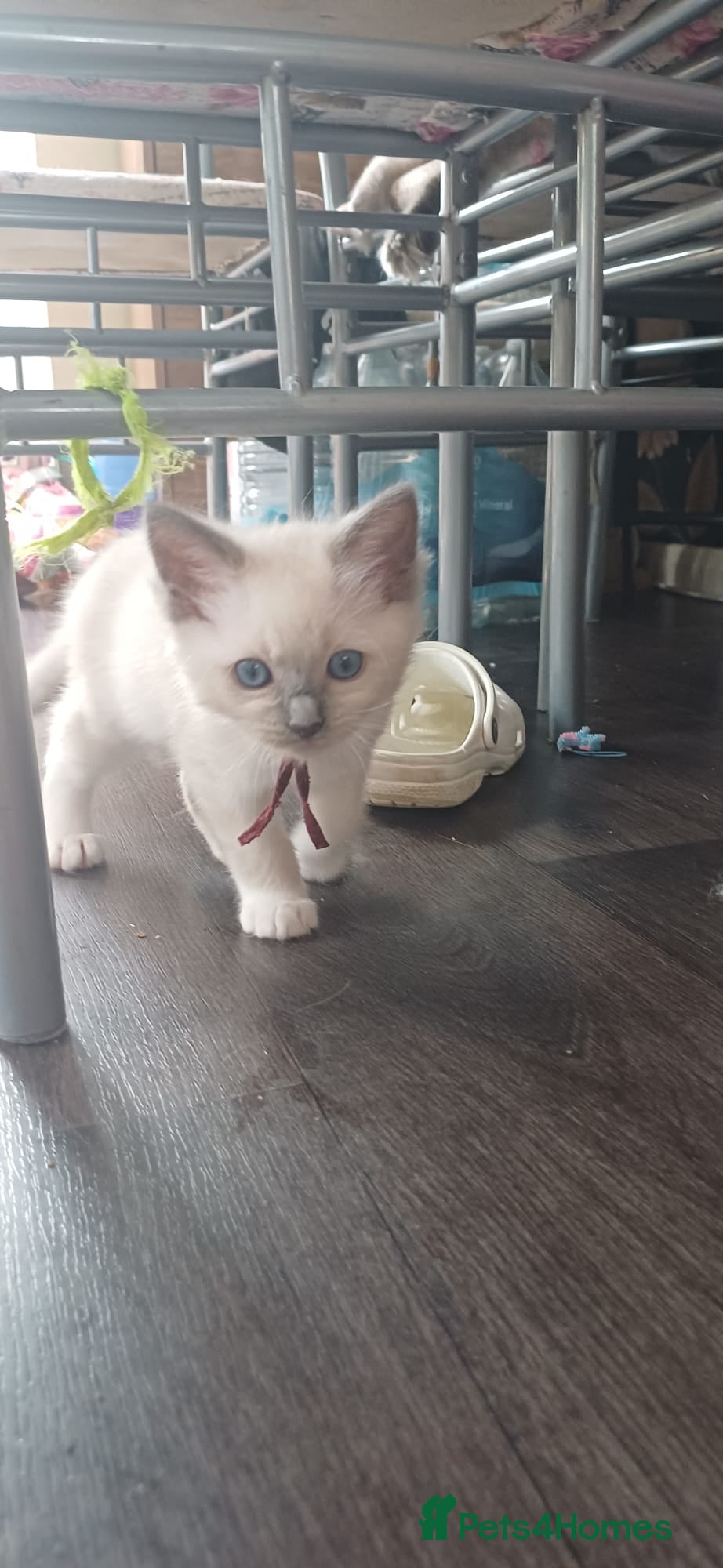 Ragdoll cats for sale: Gorgeous Ragdoll kittens  in Tetbury - Advert 3