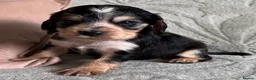 Cocker Spaniel dogs for sale: Show cocker spaniel puppies ready in 3 weeks  - Advert 4