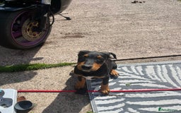 Dobermann dogs for sale: Rottweiler cross Doberman puppies  - Image 1