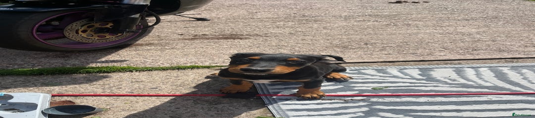 Dobermann Puppy 3