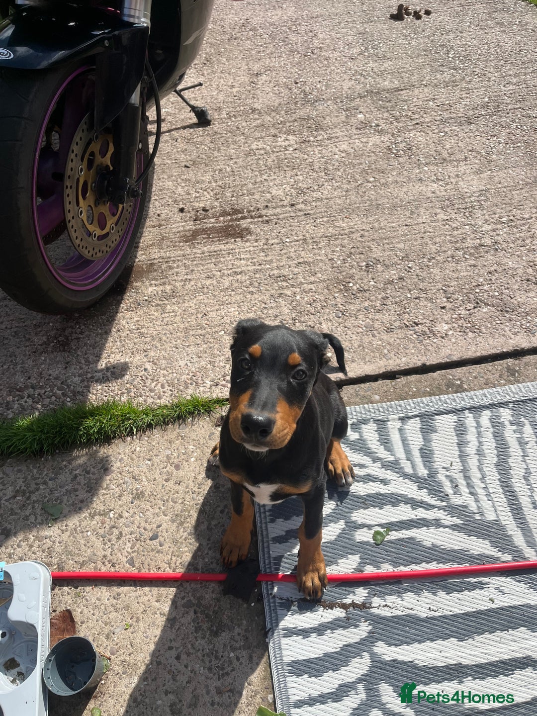 Dobermann dogs for sale: Rottweiler cross Doberman puppies  - Image 1