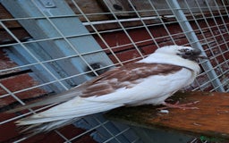 Pigeons birds for sale: 10 Pigeons for sale - Advert 23