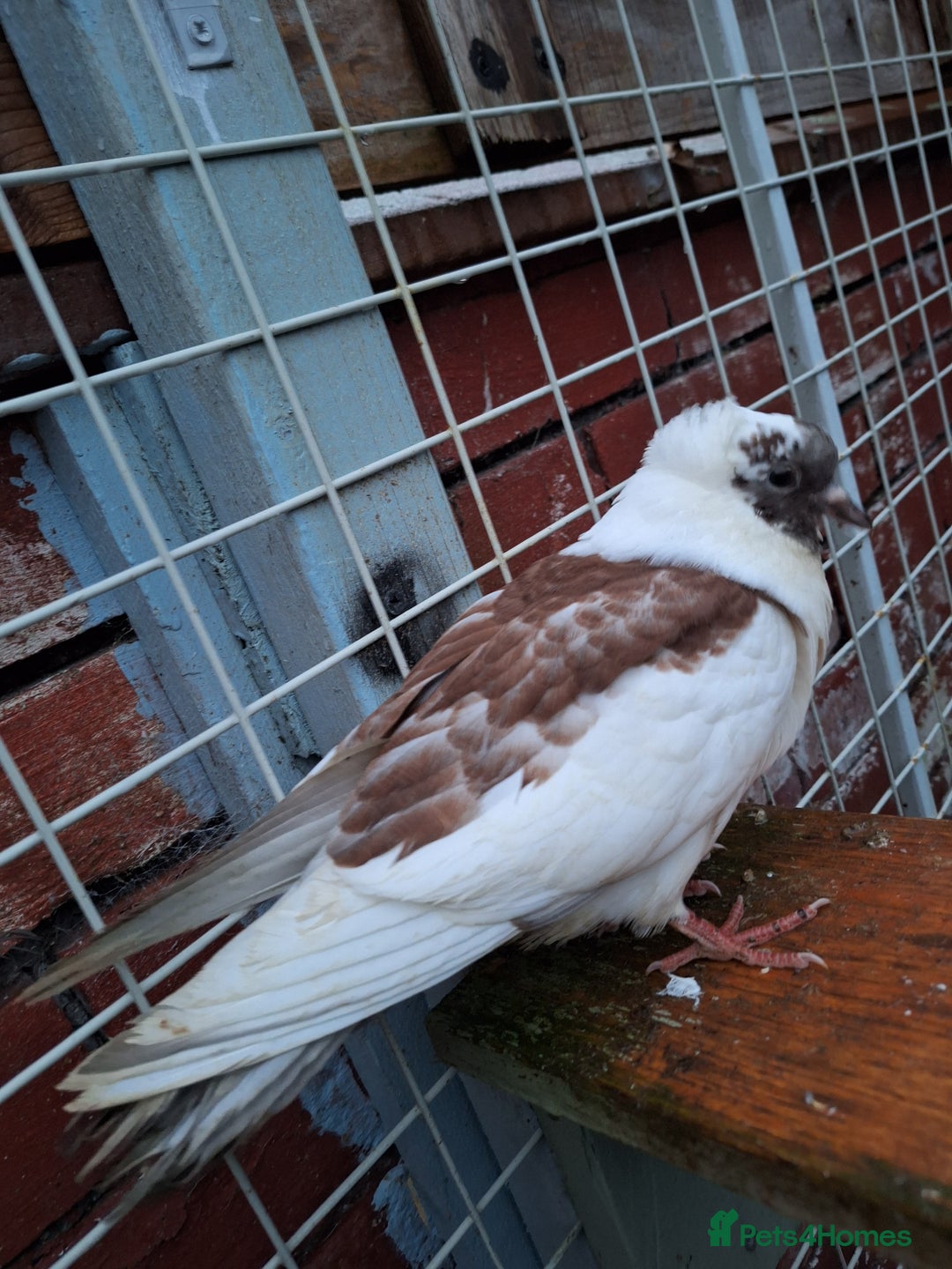 Pigeons birds for sale: 10 Pigeons for sale - Advert 23