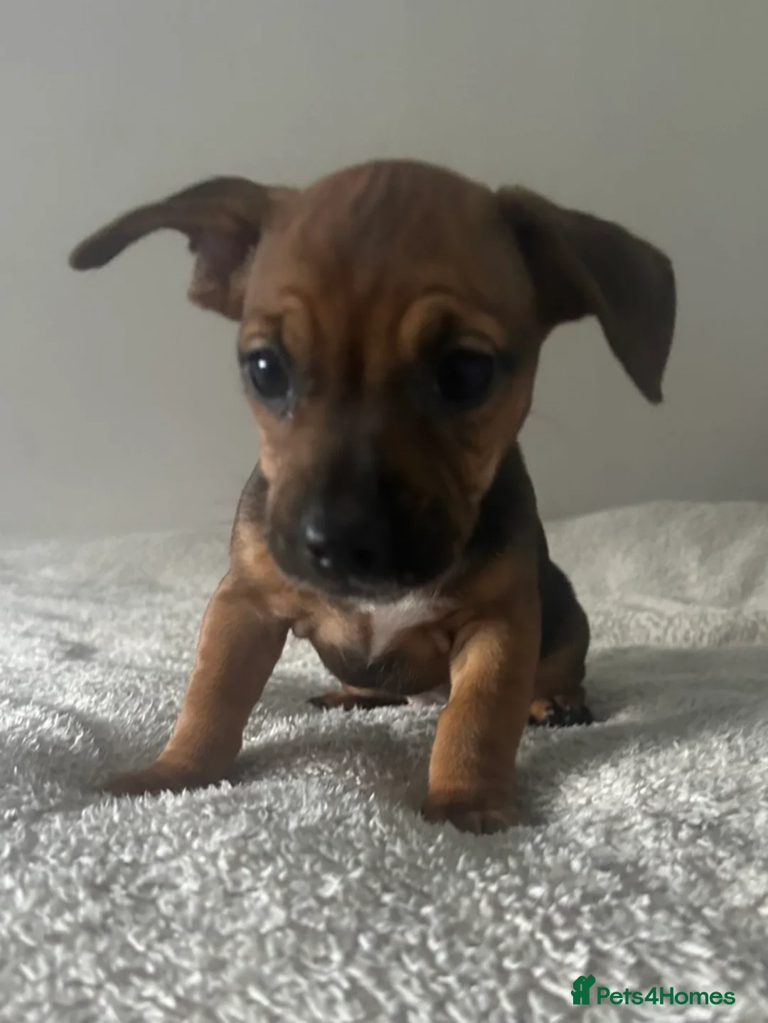 Mixed Breed dogs for sale: Frenchie/ dashund  - Advert 5