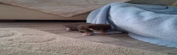 Chihuahua dogs for sale: Chihuahua puppies forsale only Girl puppy left in Hinckley - Advert 6