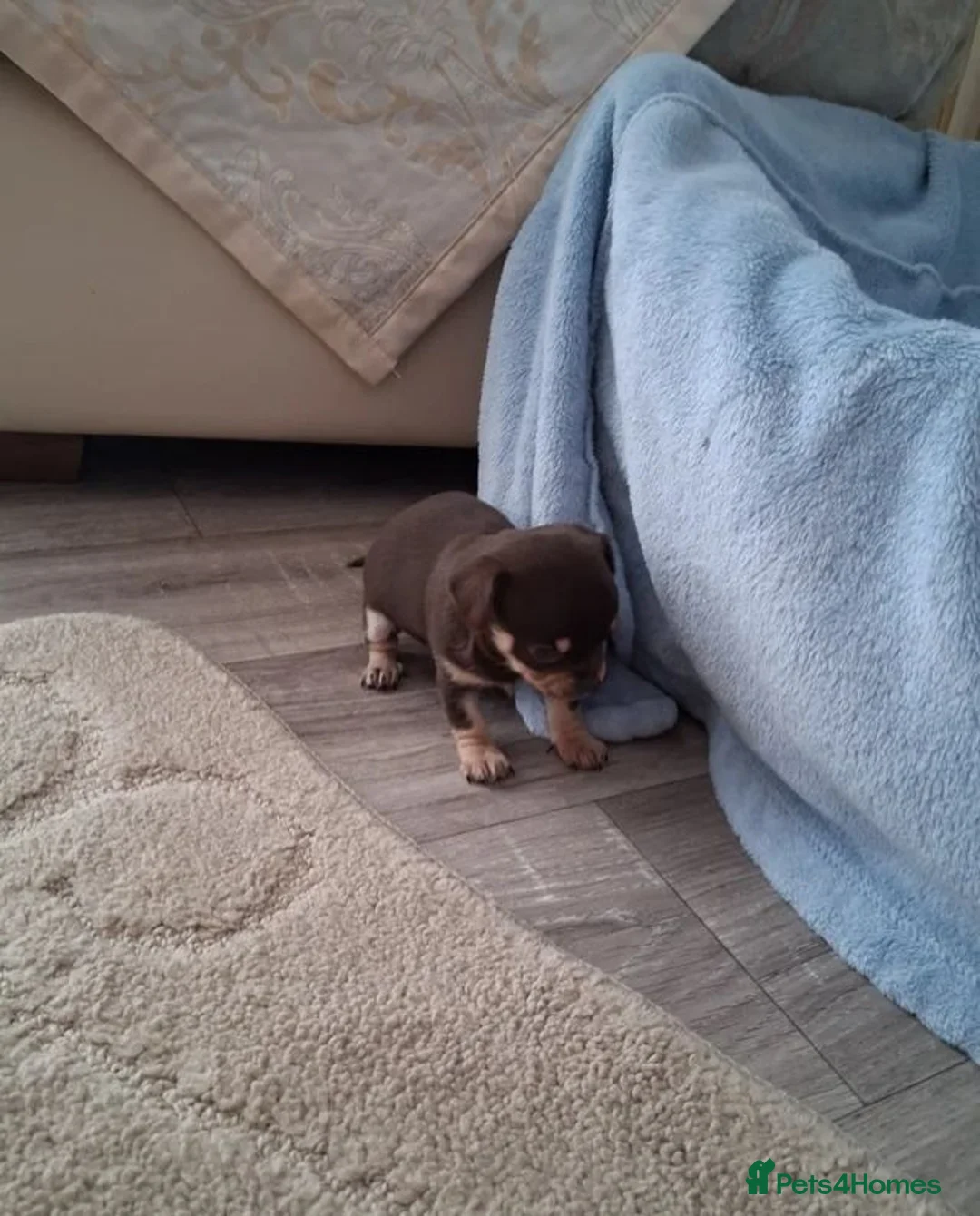 Chihuahua dogs for sale: Chihuahua puppies forsale only Girl puppy left in Hinckley - Advert 6