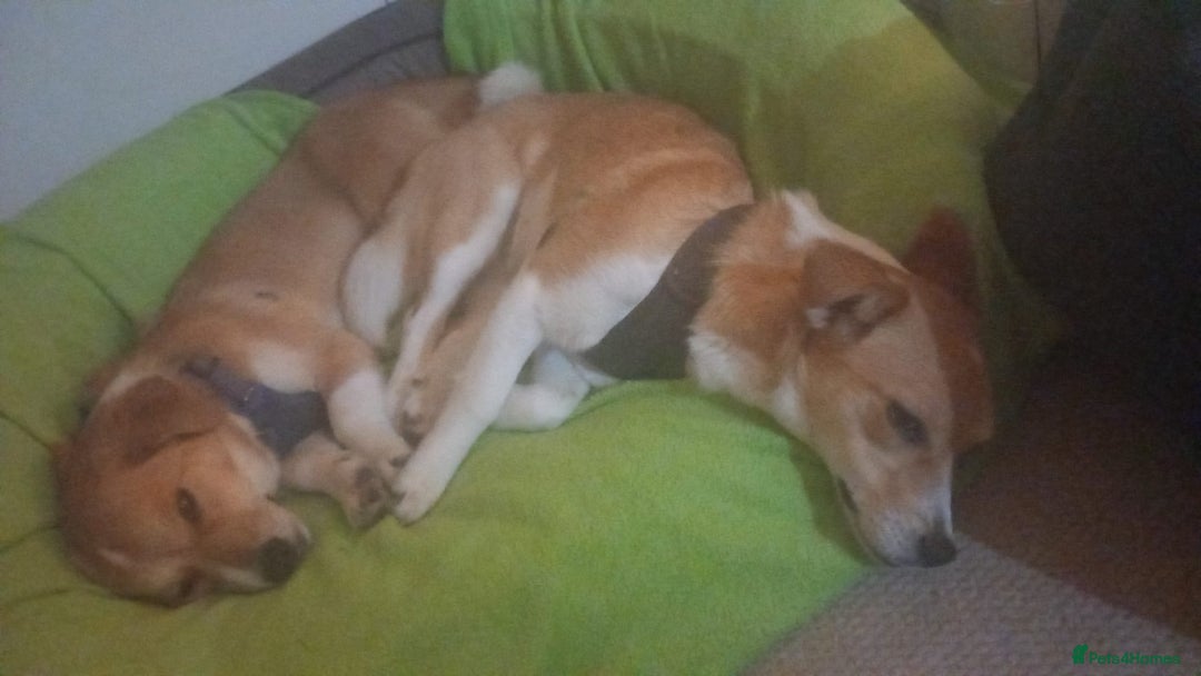 Mixed Breed dogs for adoption: ❤️MEYA&KALLIE❤️-2 SMALL SISTERS SEEK A KIND HOME - Advert 19