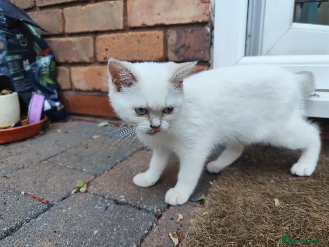 British Shorthair cats for sale: British short hair pure breed - Image 6
