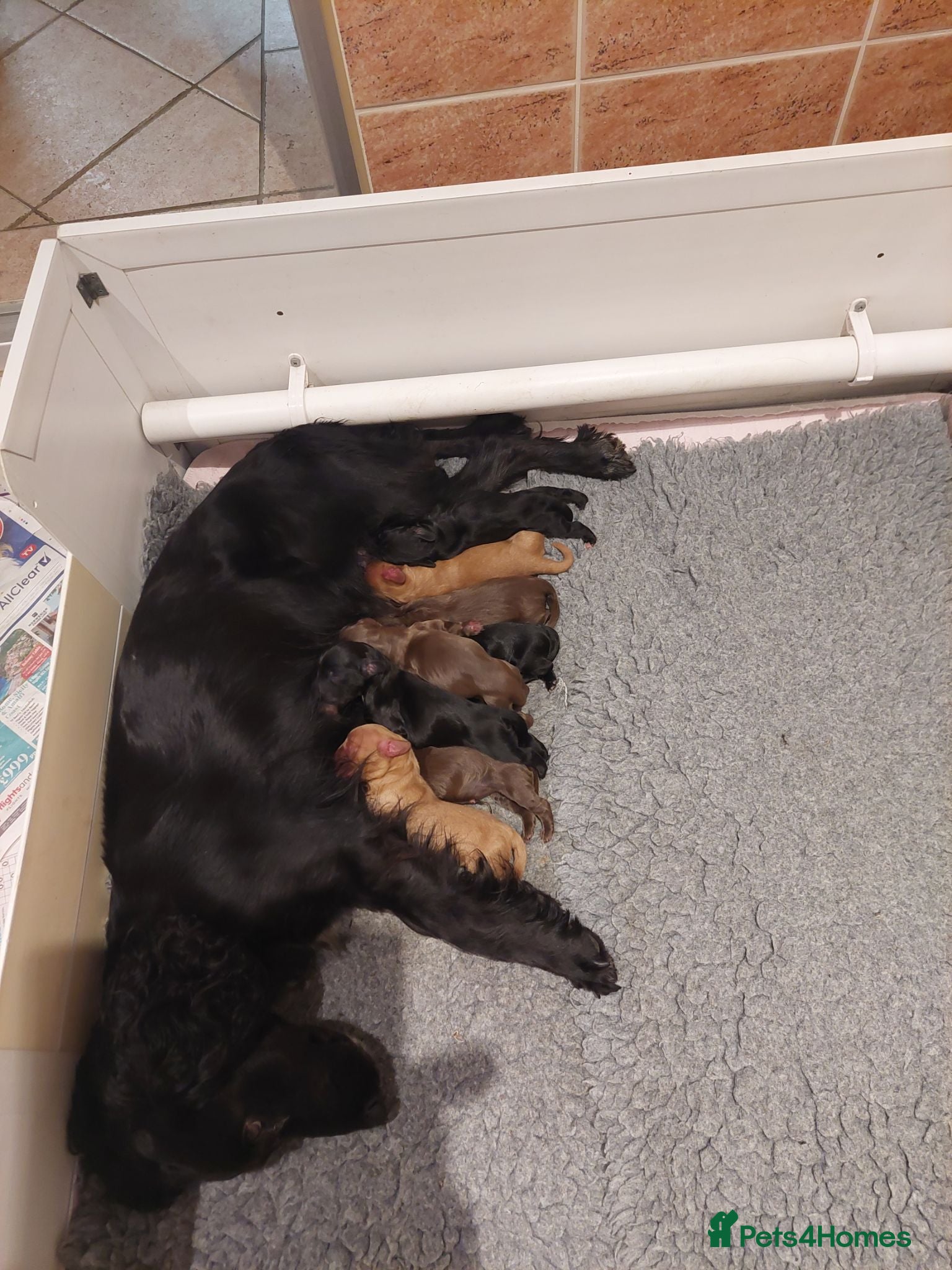 Cocker Spaniel dogs Cocker Spaniel Puppies - Advert 2