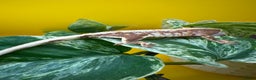 Gecko reptiles for sale: Crested Gecko babies/juveniles - Red Lily whites  in Leicester - Advert 4