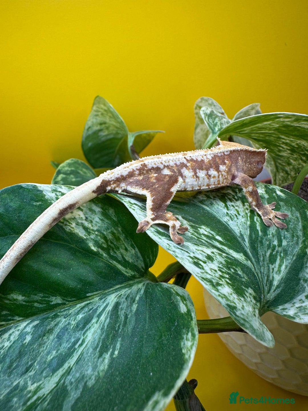 Gecko reptiles for sale: Crested Gecko babies/juveniles - Red Lily whites  in Leicester - Advert 4