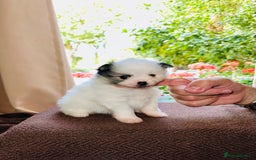 Pomeranian dogs for sale: Cute Pomeranian Puppies Looking for loving home - Image 7