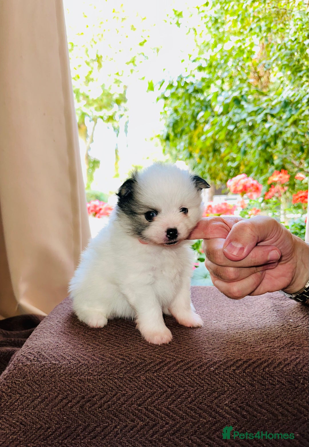 Pomeranian dogs for sale: Cute Pomeranian Puppies Looking for loving home - Image 7