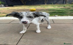 Border Collie dogs for sale: Border Collie puppy looking 4 loving forever home in Southampton - Image 4