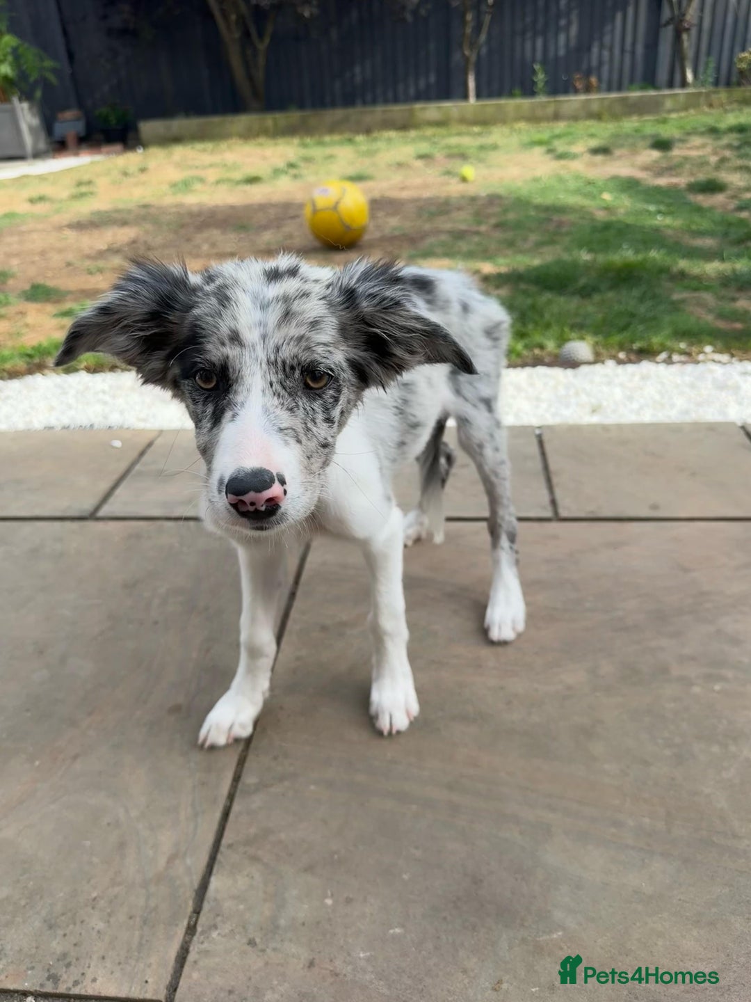 Border Collie dogs for sale: Border Collie puppy looking 4 loving forever home in Southampton - Image 4