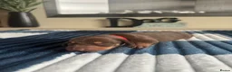 Dachshund dogs for sale: Miniature Dachshunds  in Bridgwater - Advert 5