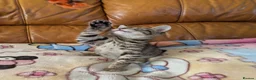 Bengal cats for sale: Adorable friendly Bengal kittens ready now!! - Advert 21