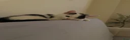 Mixed Breed cats for sale: 2 Kittens (boys) in Greenford - Advert 4