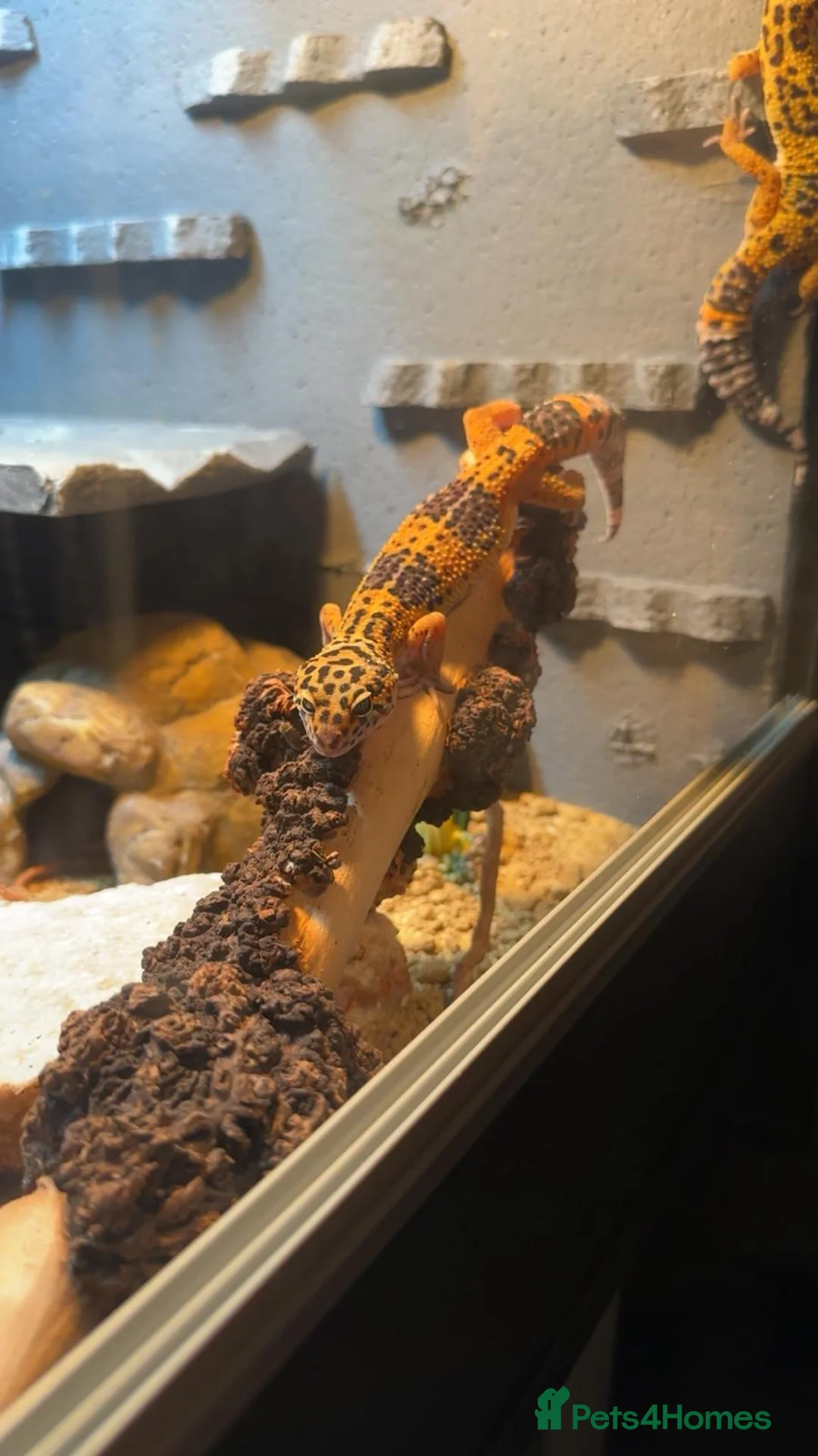 Leopard Gecko reptiles for sale: Leopard ghecko - Advert 5