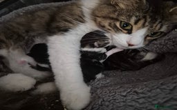 Siberian cats for sale: Beautiful Siberian x BSH kittens  - Image 2