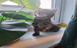 Domestic Shorthair cats for sale: 2 male kittens ready to leave today!  - Image 11