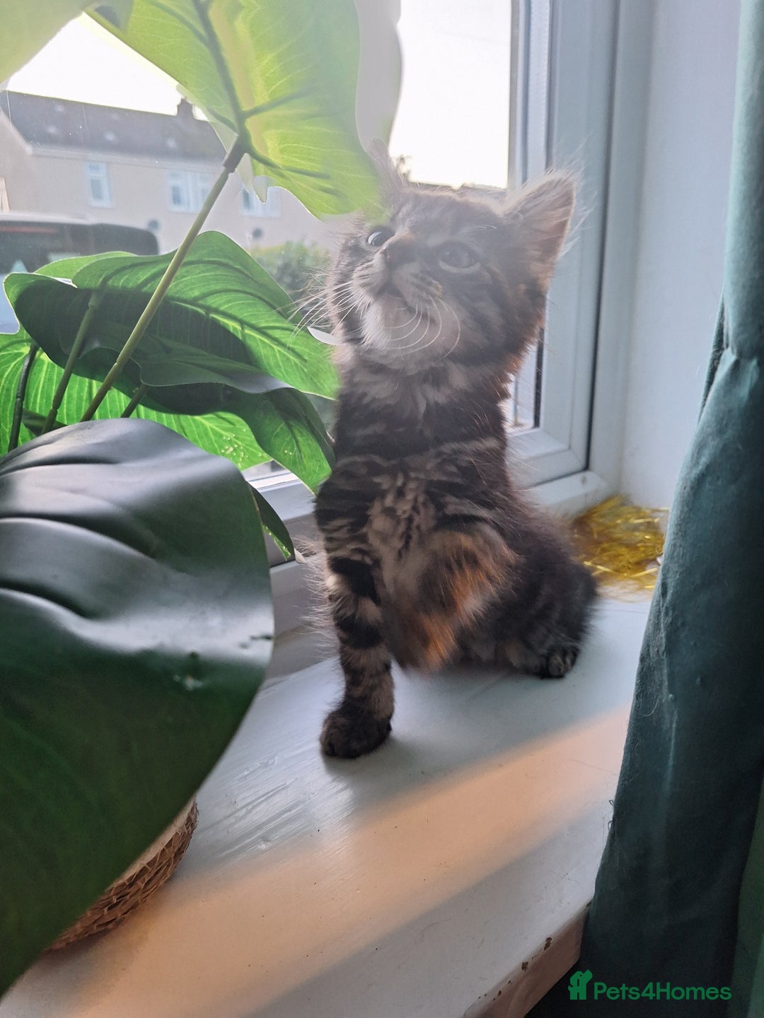 Domestic Shorthair cats for sale: 2 male kittens ready to leave today!  - Image 11