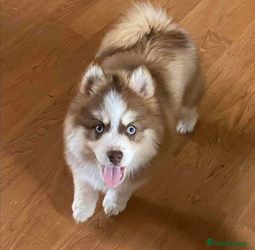 Pomsky dogs for stud: American Import Chocolate Pomsky for Stud in Ammanford - Advert 18
