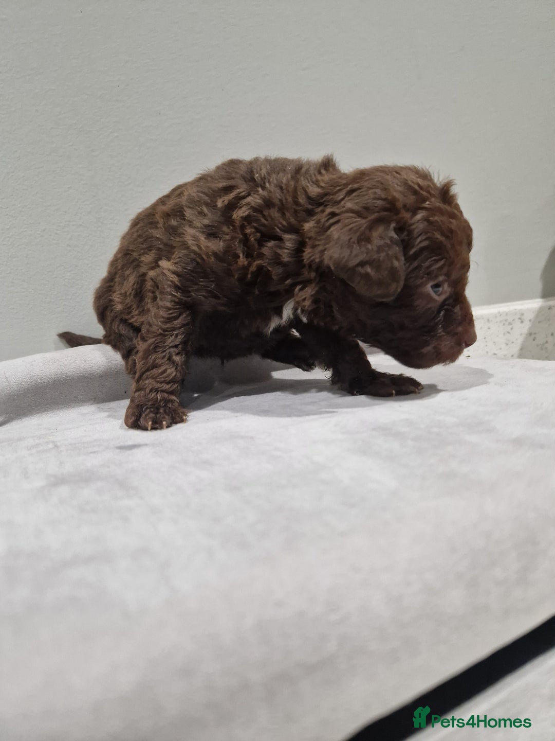 Mixed Breed dogs for sale: Patterdale x cavapoo  - Advert 9