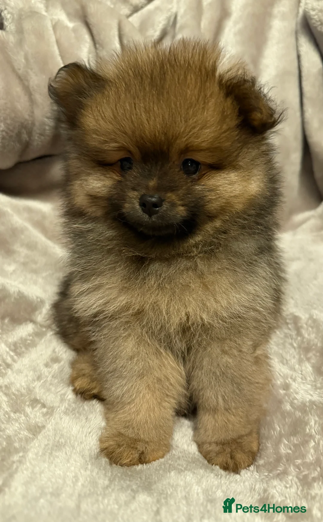 Pomeranian dogs for sale: Fully Vaccinated Orange Sable Boy Pomeranian 💙 - Advert 3