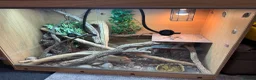 Monitor reptiles for sale: Kimberley Monitor  in Leigh - Advert 8