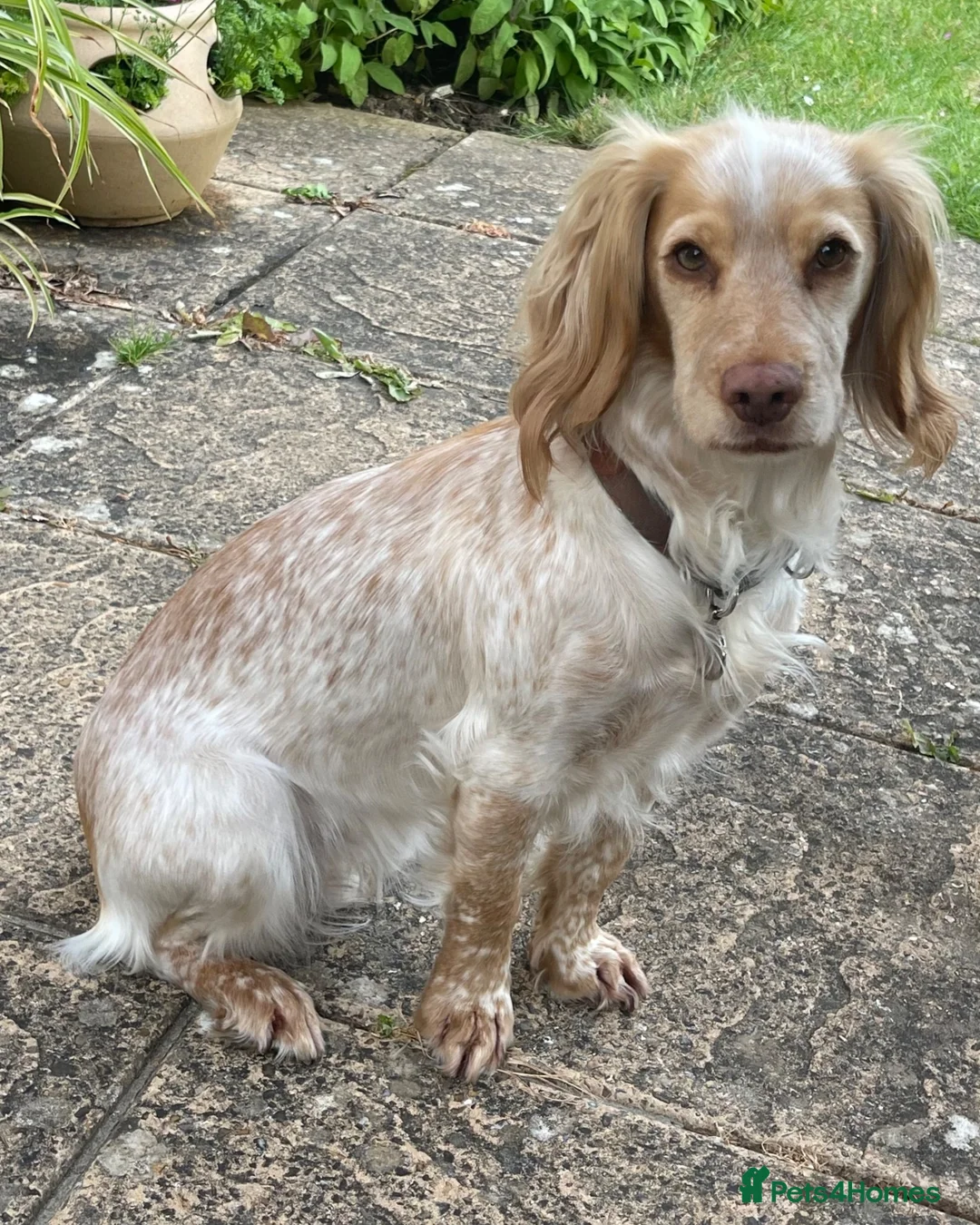Cocker Spaniel dogs for sale: Working cocker spaniel puppies due 7th Sept - Advert 1