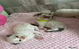 Ragdoll cats for sale: Beautiful Ragdoll Kittens  - Image 13