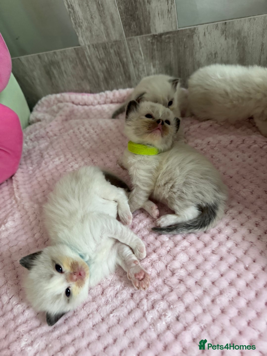 Ragdoll cats for sale: Beautiful Ragdoll Kittens  - Image 13