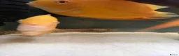 Cichlids fish for sale: Gold severum - Advert 3
