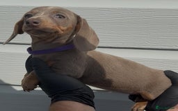 Miniature Dachshund dogs for sale: Miniature Dachshund Puppies  - Image 6