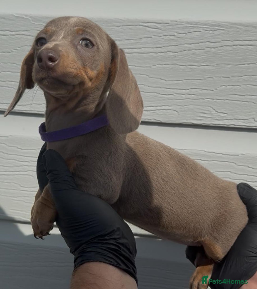 Miniature Dachshund dogs for sale: Miniature Dachshund Puppies  - Image 6