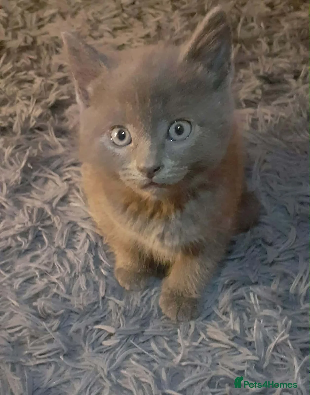 Russian Blue cats for sale: Russian blue in Huddersfield - Advert 2