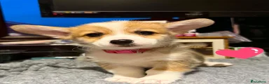 Welsh Corgi Pembroke 7