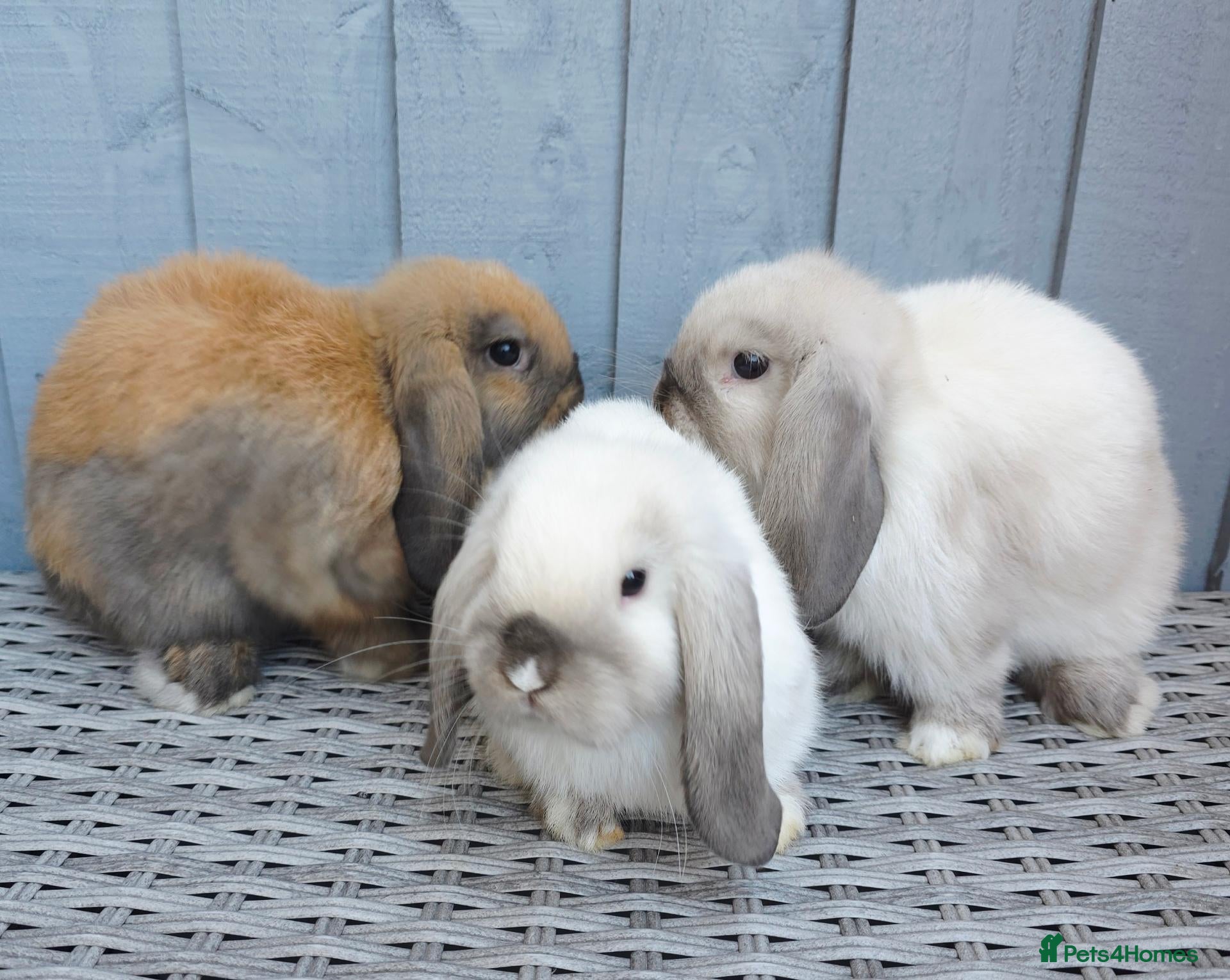Mini Lop rabbits Gorgeous Baby Mini Lop Girl - Advert 1