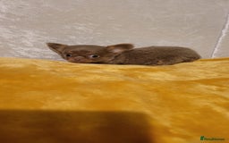 Chihuahua dogs for sale: Beautiful Long-Haired Chihuahua Puppies - Advert 5