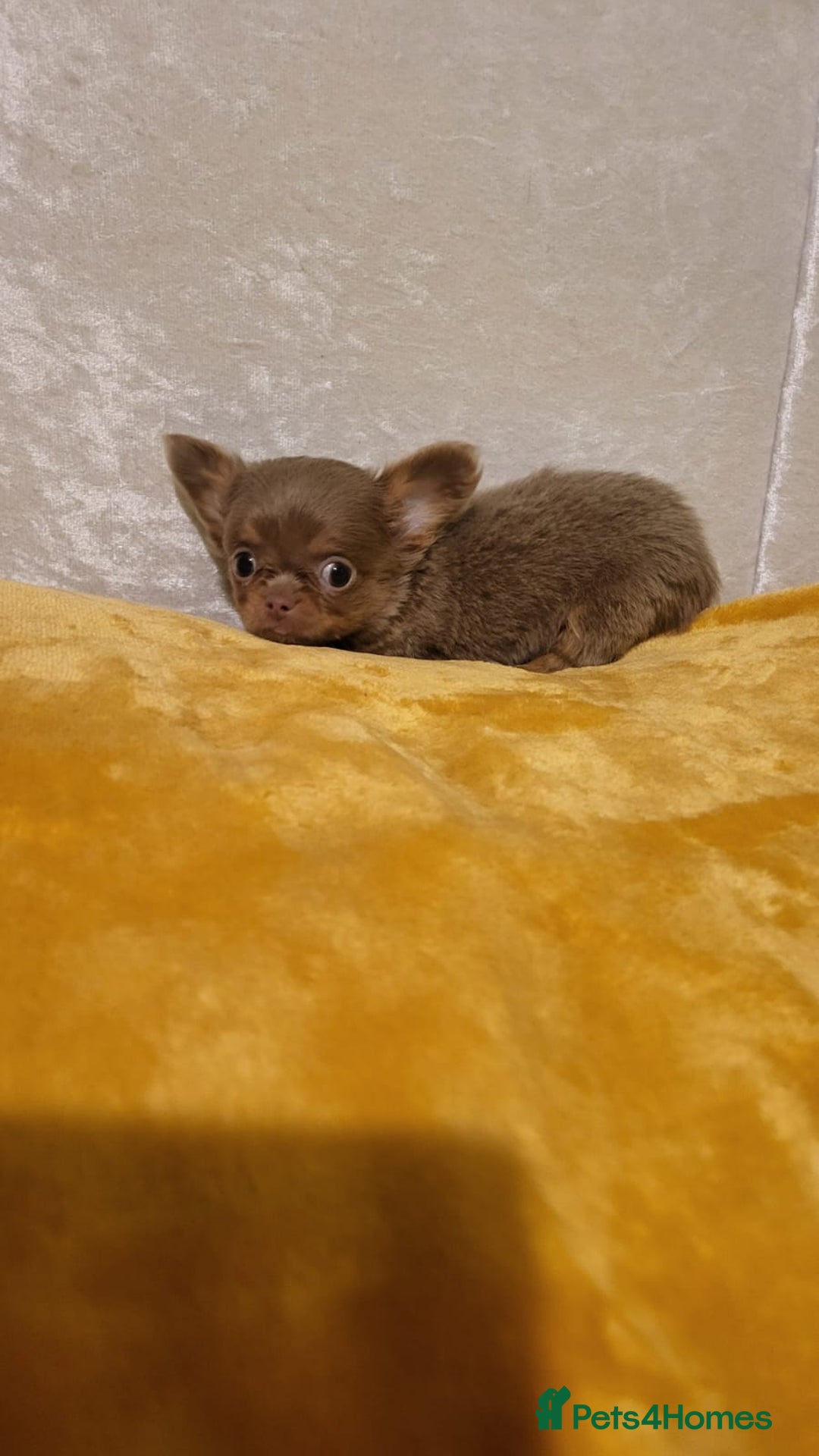 Chihuahua dogs for sale: Beautiful Long-Haired Chihuahua Puppies - Advert 5
